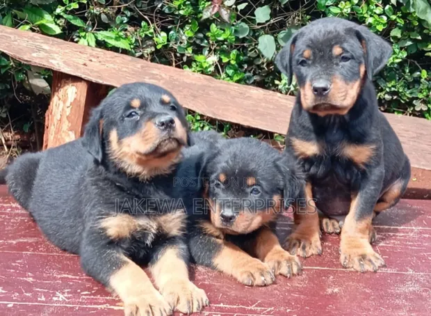 Rottweiler Mzazi Safi (Miezi 1-3) - 1