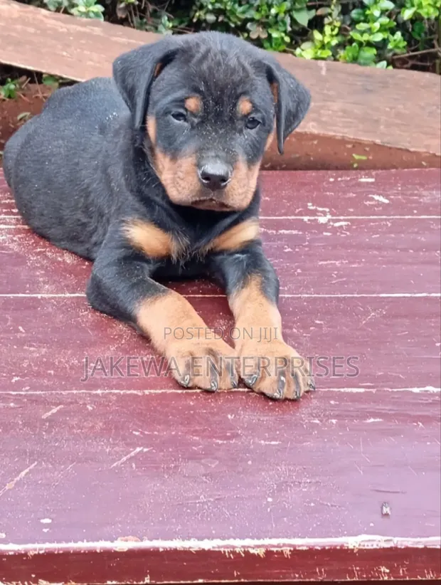Purebred Rottweiler Puppy - 1-3 Months Old - 1