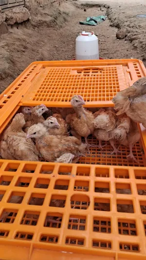 Megaline Poultry Farm: Vifaranga vya Kuku wa Kienyeji wa Sasso na Mayai ya Kutungwa