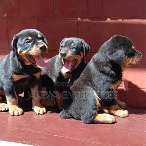 Purebred Rottweiler Puppies (1-3 Months)