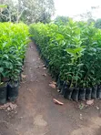 Pixie Seedlings - 1