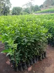 Pixie Seedlings - 2