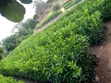 Pixie Seedlings - 3