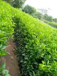 Pixie Seedlings - 4