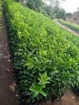 Pixie Seedlings - 5