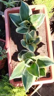 Ornamental Plant - 1