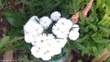 Ornamental Plant - 3