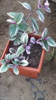 Ornamental Plant - 4