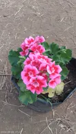 Ornamental Plant - 5
