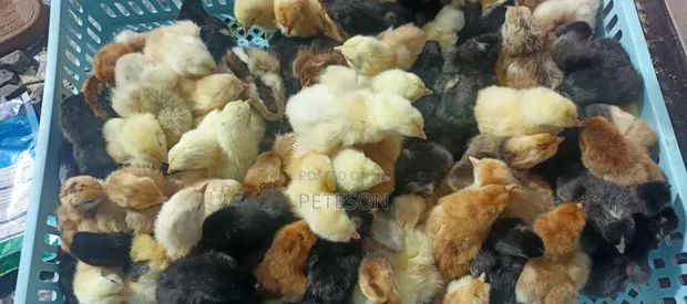 Pegra Day Old Kienyeji Chicks - 1