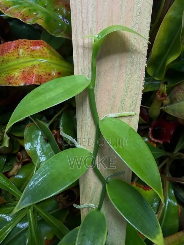 Vanilla Cuttings za Kupanda - Urefu wa Mita 3 - 1