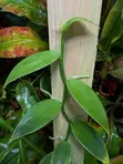 Vanilla Cuttings za Kupanda - Urefu wa Mita 3 - 1