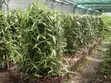 Vanilla Cuttings za Kupanda - Urefu wa Mita 3 - 2