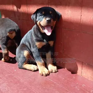 Purebred Rottweiler Puppy - 1-3 Months Female