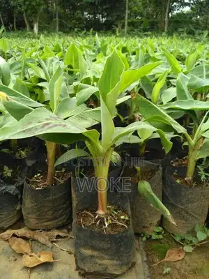 Plantain Tubers for Planting