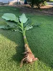 Plantain Tubers for Planting - 2