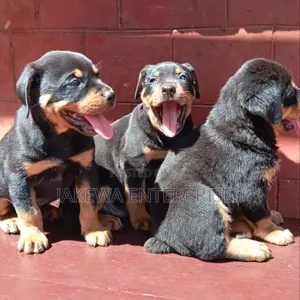 Purebred Rottweiler Puppies - 1-3 Months Old