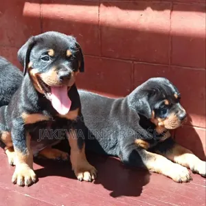 Purebred Rottweiler Puppies - 1-3 Months Old