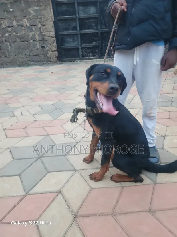 Purebred Rottweiler Female, 6-12 Months - 1