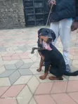 Purebred Rottweiler Female, 6-12 Months - 1