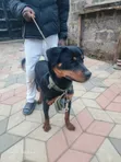 Purebred Rottweiler Female, 6-12 Months - 2