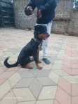 Purebred Rottweiler Female, 6-12 Months - 3