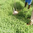 Greenfields Gardens - 30 Acres in Magharini, Malindi - 3