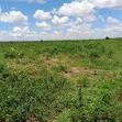 Greenfields Gardens - 30 Acres in Magharini, Malindi - 5