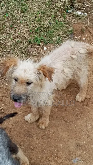 Mbwa Mchanganyiko wa Labradoodle Kiume wa Miezi 3-6