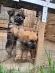 1-3 Month Male Purebred German Shepherd - 1