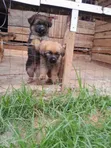 1-3 Month Male Purebred German Shepherd - 2