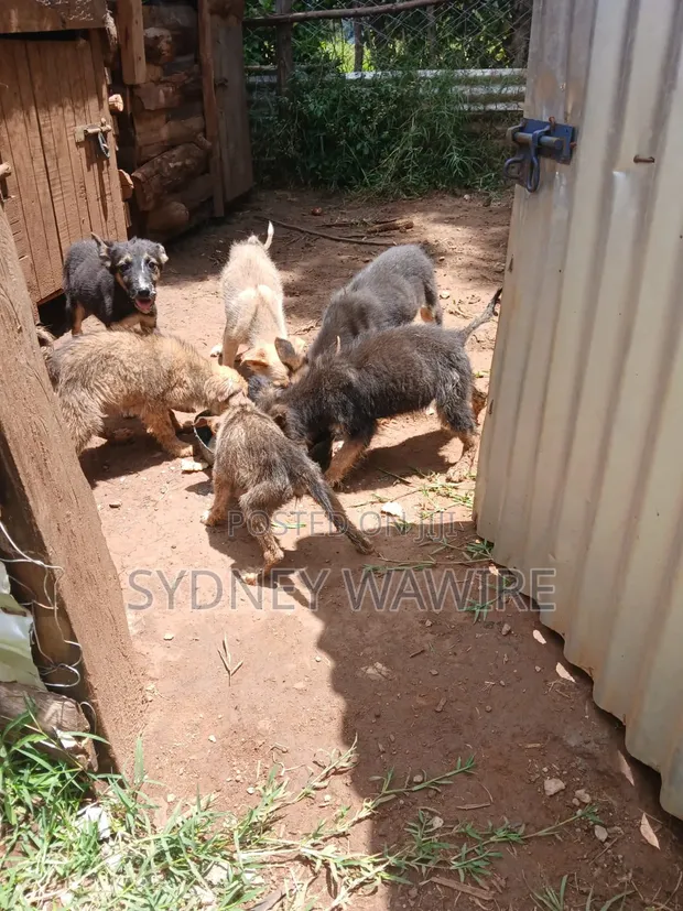 Female Mixed Breed German Shepherd Puppy - 1