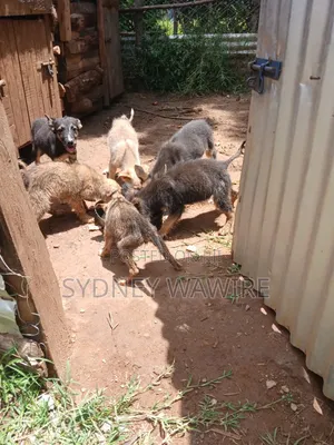 Female Mixed Breed German Shepherd Puppy