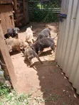 Female Mixed Breed German Shepherd Puppy - 1
