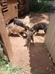 Female Mixed Breed German Shepherd Puppy - 2