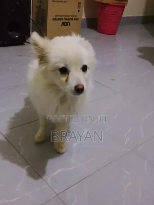 Female Japanese Spitz Puppy (1-3 Months)