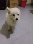 Female Japanese Spitz Puppy (1-3 Months) - 1