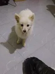 Female Japanese Spitz Puppy (1-3 Months) - 2