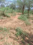 Eko 100 za Eka Mauzo Kitui Kwa Vonza - 3