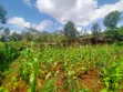 1/8 Acre Plot for Sale in Kerarapon - 1