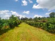 1/8 Acre Plot for Sale in Kerarapon - 2