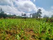 1/8 Acre Plot for Sale in Kerarapon - 4