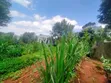 Kerarapon Drive 1/4 Acre Plot for Sale - 4