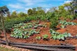 Kitalu cha 50x100 kinauzwa Mwea Ridge Phase 2 - 4