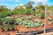 Kitalu cha 50x100 kinauzwa Mwea Ridge Phase 2 - 5