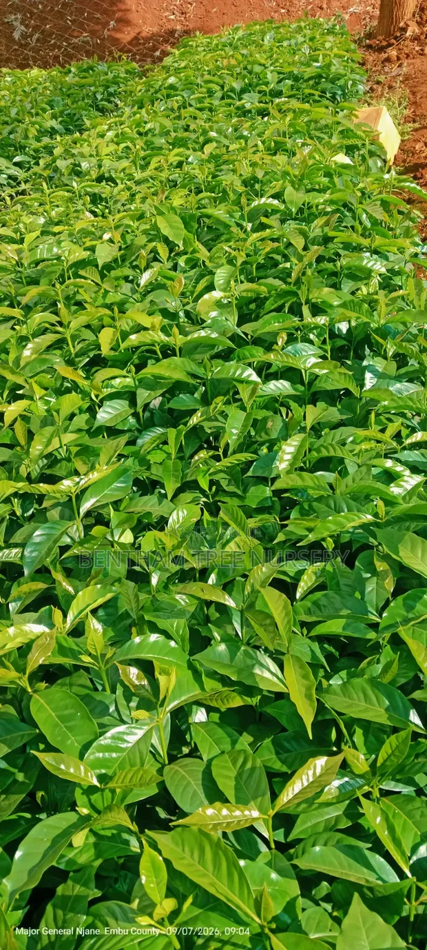 Batian Coffee Seedlings - 1
