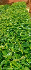 Batian Coffee Seedlings - 1