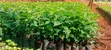 Batian Coffee Seedlings - 2
