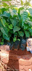 Batian Coffee Seedlings - 3