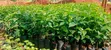 Batian Coffee Seedlings - 4